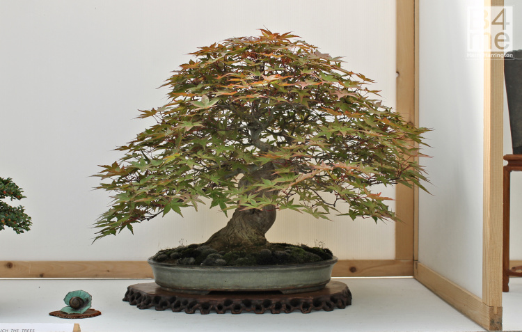 Acer palmatum/Japanese Maple bonsai